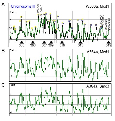 Figure 1. Interactions between cohesin and chromosome III in S. cerevisiae.