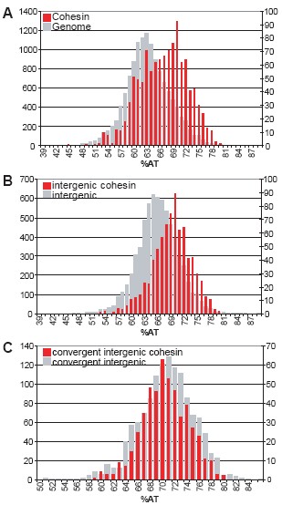 Figure 4. Peaks and AT content.