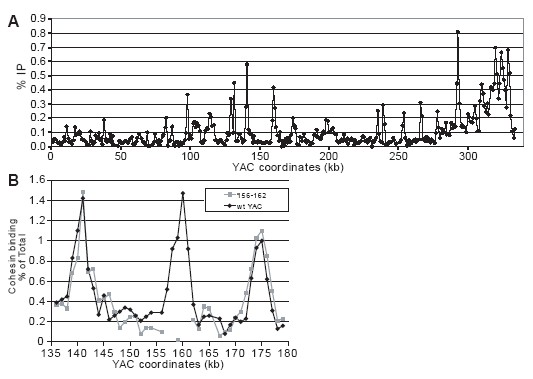 Figure 5. Cohesin sites were mapped using ChIP followed by semi-quantitative PCR 