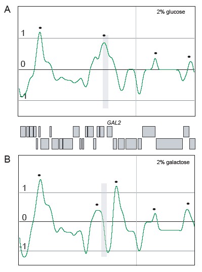 Figure 6. Transcription affects the cohesin peak at the promoter of GAL2.