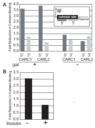 Figure 7. Effect of transcript elongation on cohesin associated with CARC1 and CARL2 