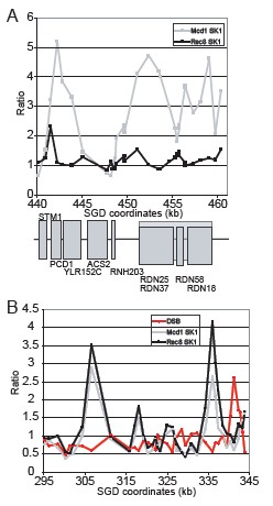 Figure 8. Meiotic cohesin.