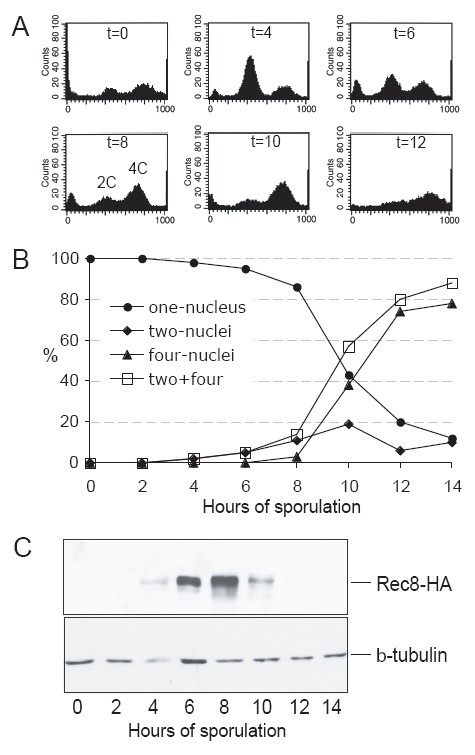 Figure 9. Meiotic timecourse for an SK1 strain containing Rec8-3HA.